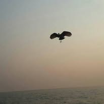 Hammerkop Bird at Usisya