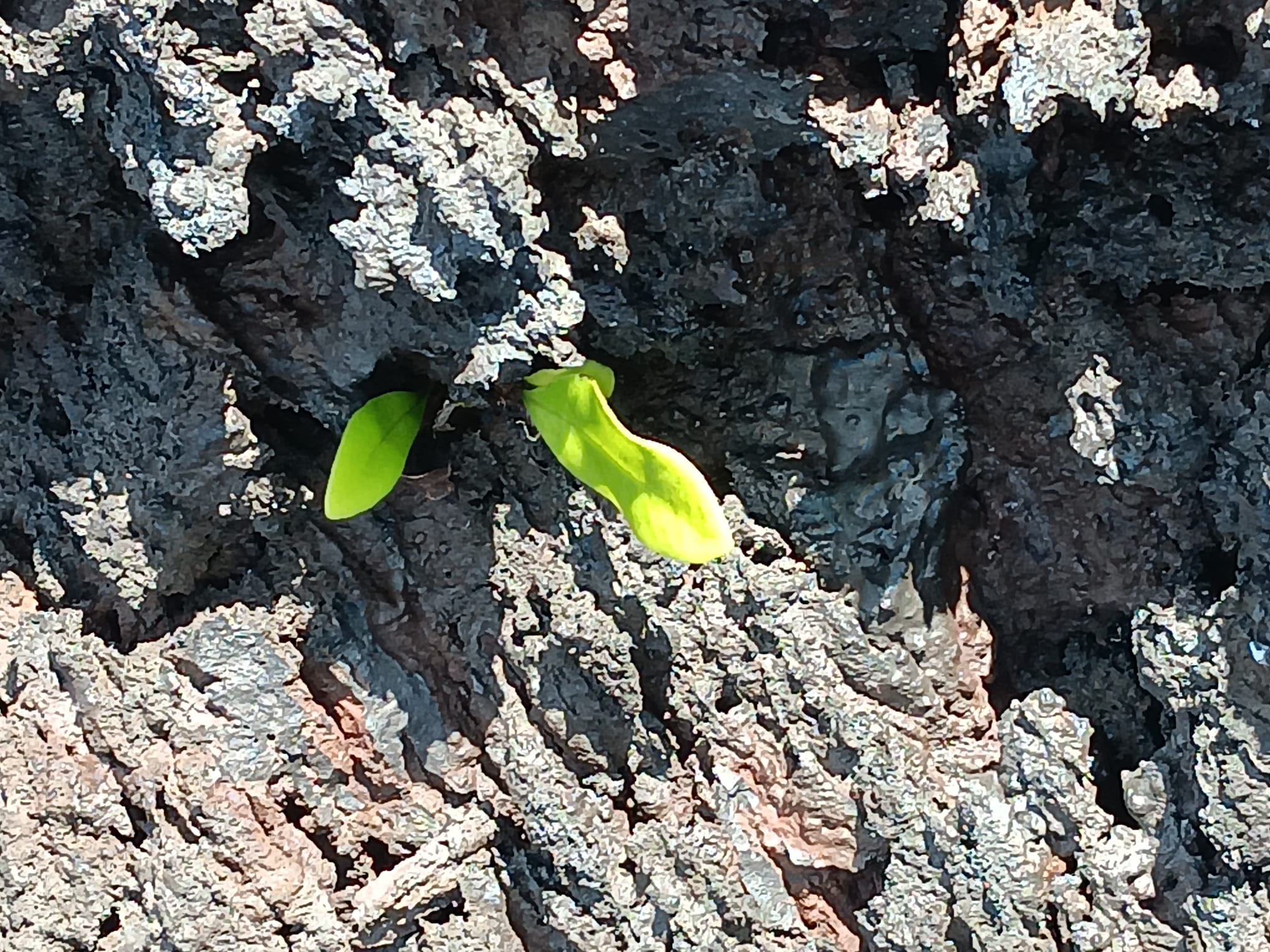 Plant Growing on Lava Flows